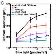 38 Do procesu otevírání stomat jsou zapojeny kromě zeaxantinu a fototropinů i kryptochromy a COP1 Otevírání stomat indukované modrým světlem: WT > cry1 = cry2 > cry1cry2 WT < CRY1-ovx =