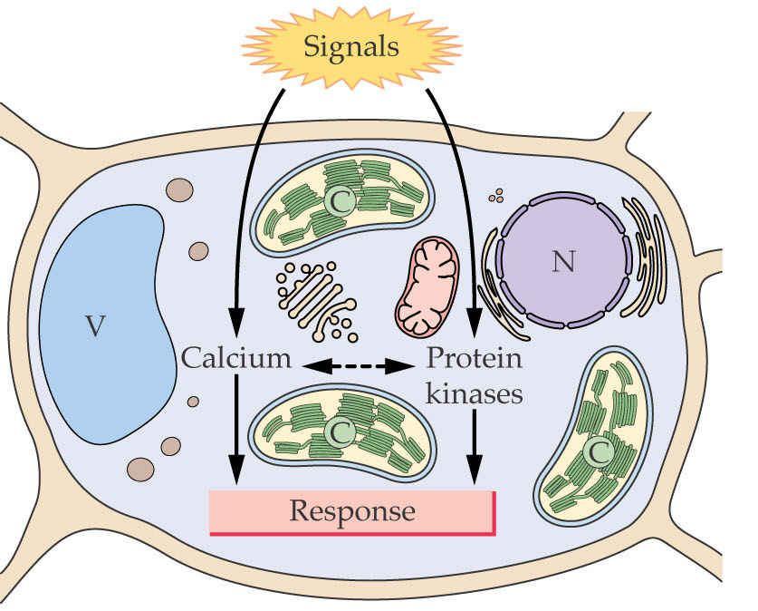 39 g) Přenos signálu Signální dráhy zapojující kryptochromy Receptor R CRY1 a CRY2 homologní s fotolyázou, ale fotolyázová aktivita chybí Navržen jiný mechanismus přenosu signálu Fosforylace -