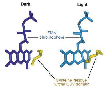 43 Signální dráha fototropinů PHOT Modré světlo Protein kinázy Přenašeči signálu z cytoplazmy do jádra Transkripční faktor (auxin-responsive)