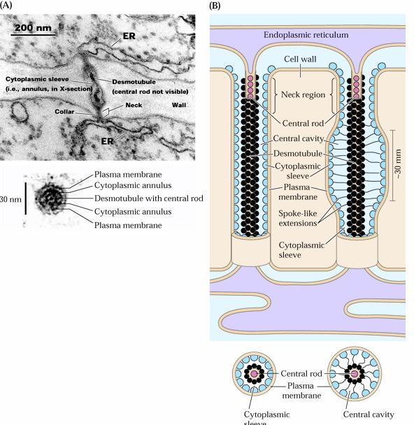 Plasmodesmy - struktura Desmotubulus Cytoplasmatický rukáv Globulární