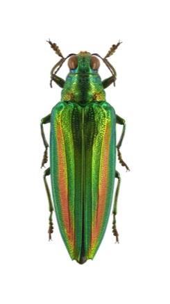 u omezeného počtu linií, jako jsou například kornatcovití (Trogossitidae), potemníkovití (Tenebrionidae),