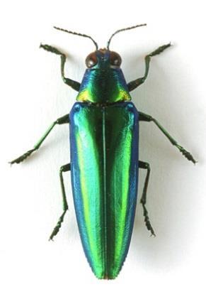 et al. 2006 http://projects.biodiversity.be/openuprbins/search?