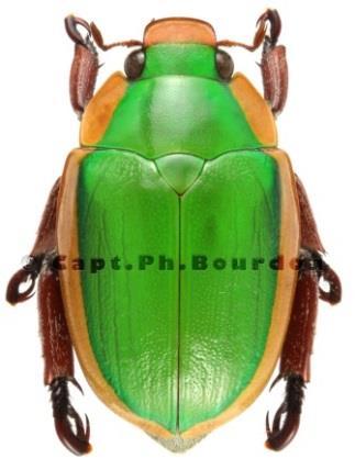 com/ph otos/kohichiroh/93562076 55 Stavenga et al. 2011 Chrysochroa raja krascovití (Buprestidae) http://www.
