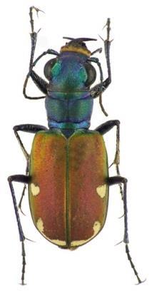 2007 Calloodes grayanus vrubounovití (Scarabaeidae) listokazi (Rutelinae) http://www.coleopteraatlas.