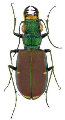 1998 et Cicindela scutellaris Cicindela splendida střevlíkovití (Carabidae) svižníci (Cicindelinae) střevlíkovití