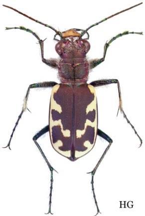 Cicindela formosa střevlíkovití (Carabidae) http://carabidae.org/taxa/ cicindela-sstr?