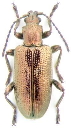 2002 et svižníci (Cicindelinae) Plateumaris sericea mandelinkovití (Chrysomelidae) http://www.zin.