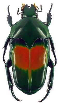 2002 et Ischiopsopha jamesi vrubounovití (Scarabaeidae) http://projects.biodiversity.be/openuprbins/search?