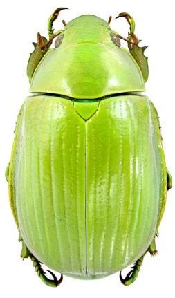 costata vrubounovití (Scarabaeidae) http://www.zin.ru/animali a/coleoptera/images/h_10 00/Chrysina_costata.