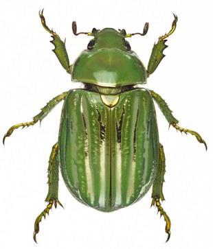 vrubounovití (Scarabaeidae) listokazi (Rutelinae) http://theevolutionstore.