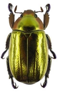 Aspidomorpha tecta mandelinkovití (Chrysomelidea) štítonoši (Cassidinae) http://www.macroworldm ania.com/assets/img/phot o/preview/ea22fed94e3c4 0866b1ea3bc1ff1776f68df 23a0-mm- 4fce409ecd8919.