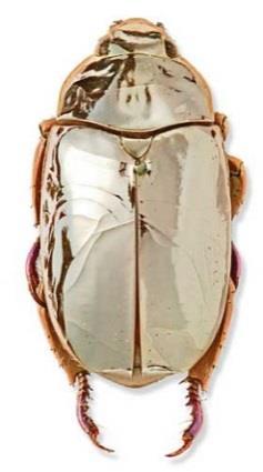 s n_contains=chrysina+aurig ans Campos- Fernández et al. 2011 Chrysina limbata vrubounovití (Scarabaeidae) listokazi (Rutelinae) http://piclib.nhm.ac.uk/res ults.asp?