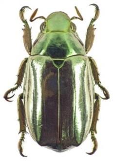 2011 Chrysina optima (Plusiotis optima)* Anoplognathus viridiaeneus vrubounovití (Scarabaeidae) listokazi (Rutelinae) vrubounovití (Scarabaeidae) http://projects.biodiversity.be/openuprbins/search?