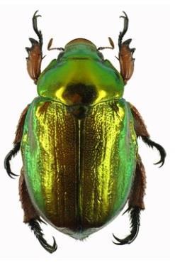 s n_contains=anoplognathu s+viridiaeneus Caveney 1971; Neville 1977 Neville 1977 listokazi (Rutelinae) Protaetia speciosissima vrubounovití (Scarabaeidae) http://www.biolib.