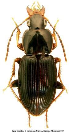 Loxandrus subiridescens** střevlíkovití (Carabidae) http://museum.unl.