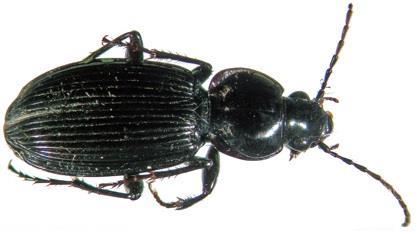 onthinae-genericpages/sericini/serica/seric a.html http://carabidae.