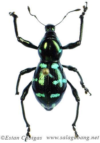 Metapocyrtus sp. nosatcovití (Curculionidae) http://salagubang.net/pag es/gallery/gallery_cur_met apocyrtus.html Parker al. 2003 et Prosopocera lactator tesaříkovití (Cerambycidae) http://projects.