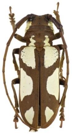 2009 Pseudomyagrus waterhousei tesaříkovití (Cerambycidae) http://www.livingjewels.com/pseudomyagru s_waterhousei.htm Simonis and Vigneron 2011 3.5.