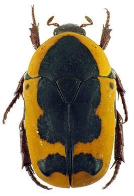 Pope and Pachnoda ephippiata zlatohlávkovití (Cetoniinae) vrubounovití (Scarabaeidae)