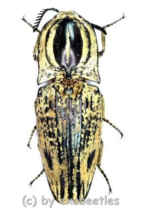 p age=442 Hinton 1977 Pope and Hinton 1977 Graphipterus amabilis střevlíci (Carabidae)