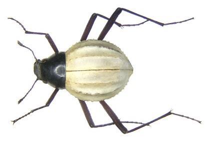 org/taxa/ amabilis-boheman-1860- afr Pope Hinton 1977 and Lycoreus corpulentus kovaříci
