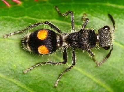 Příkladem může být druh svižníka Pseudoxychila bipustulata ceratom, jehož vzorem je kodulka (Mutillidae) rodu Hoplomutilla, nebo další svižník Cicindela scutellaris scutellaris, který napodobuje
