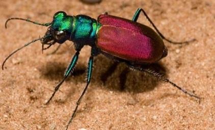 Jméno Čeleď Habitus Zdroj obrázku Reference Pseudoxychila střevlíkovití http://newworldcara Acorn 1988 bidae.myspecies.