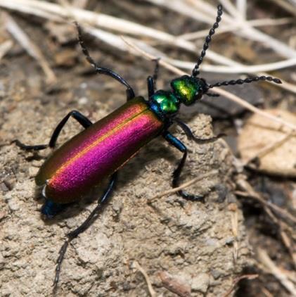 co m/photos/andreaska y/6883687318 Acorn 1988 Hoplomutilla Cicindela scutellaris scutellaris střevlíkovití (Carabidae) svižníkovití (Cicindelinae) http://www.nearfam ous.com/pages/rece ntimages1.