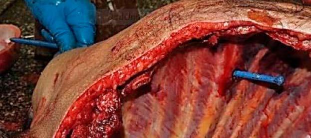 2015 je zdůrazněno časné řešení nejčastějších reverzibilních příčin: hypoxie, hypovolemie, tenzního pneumotoraxu a srdeční tamponády.