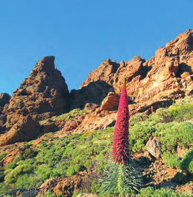 Teide 3718 m) - to vše dělá z Tenerife takový malý světadíl.