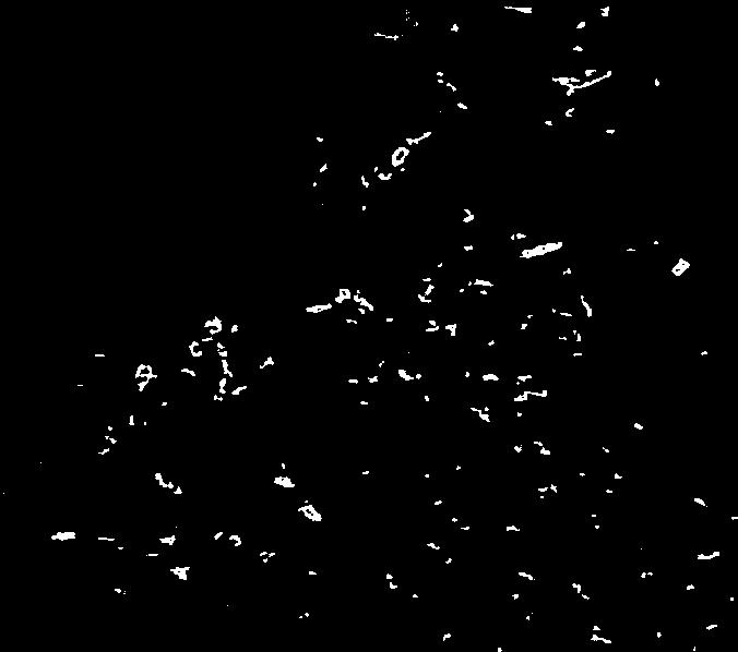 L II 1