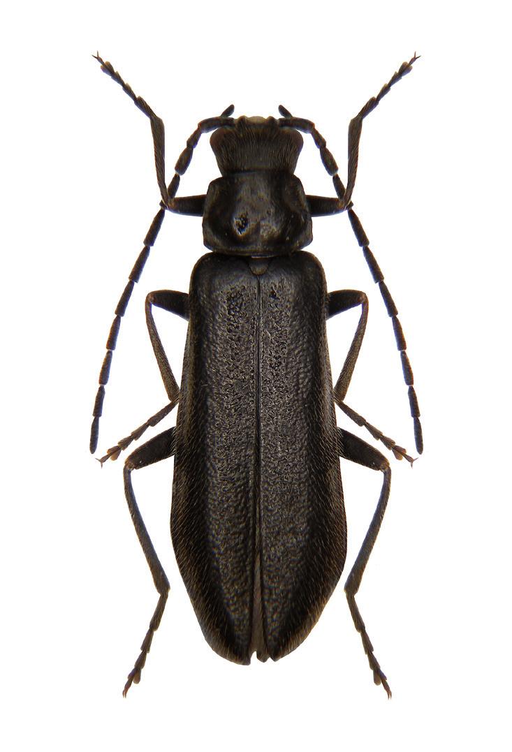 3: Soldier beetle Rhagonycha carpathica female (photo Petr Čížek).