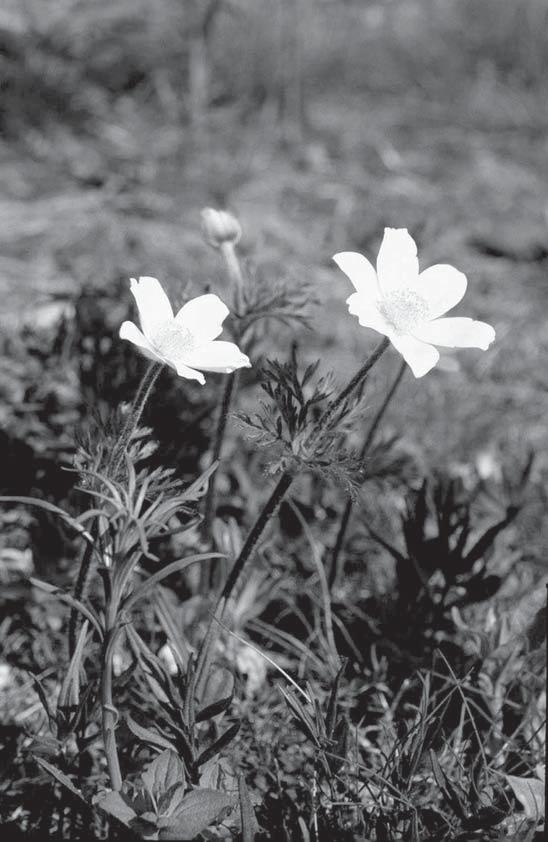 Obr. 3.: V řešeném území se sporadicky vyskytl ohrožený koniklec alpský (Pulsatilla alpina subsp. austriaca). Foto J. Málková. Fig. 3.: There rarely occured endangered alpine pasque flower (Pulsatilla alpina subsp.