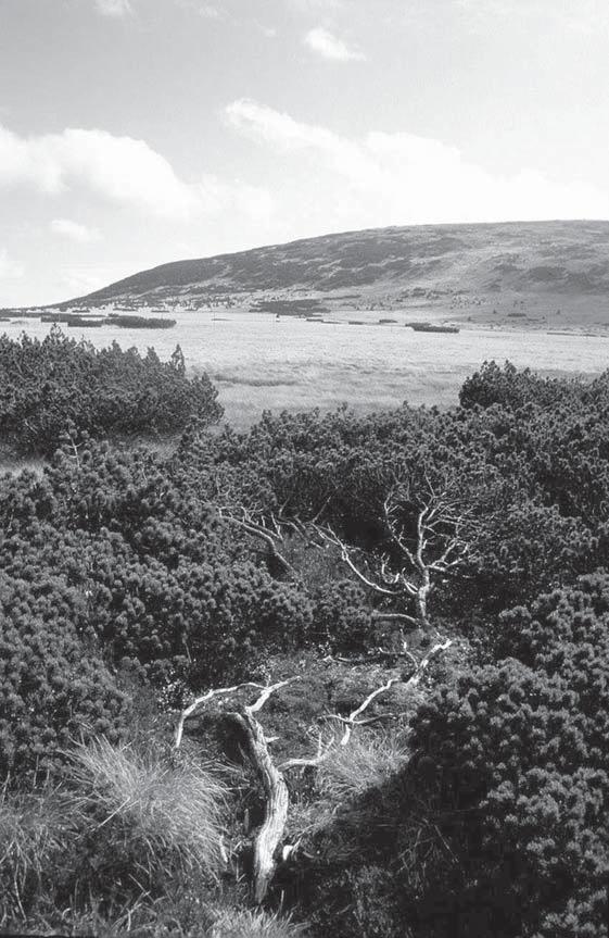 Obr. 5.: Rozvolněné klečové porosty na hřebenech východních Krkonoš. Foto J. Málková. Fig. 5.: Scattered dwarf pine bushes on the Western ridge of the Giant Mts.