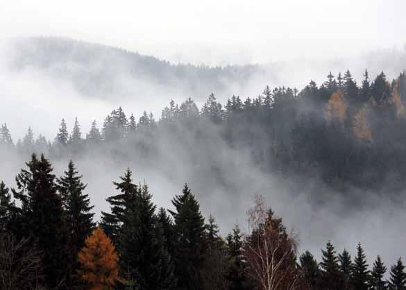 Krkonošské lesy Z Dolního Dvora na Strážné Dolní Dvůr, kostel NS Slezská stezka, Friesovy Boudy pivovar Fries Strážné náročnost: vysoká délka trasy: 14,3 km V malebné horské obci Dolní Dvůr můžete