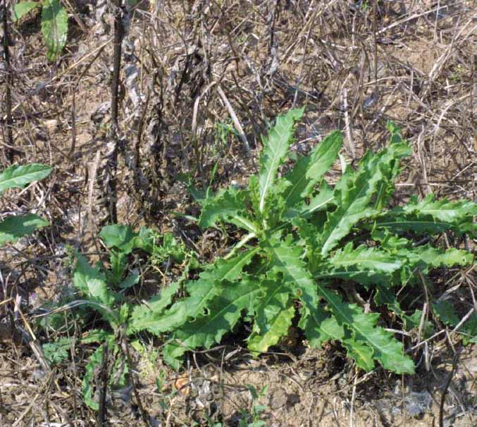 Obr. 8. Regenerace pcháče rolního po aplikaci herbicidů (T1) Obr. 11. Optimální termín aplikace herbicidů proti pcháči rolnímu F1 F2 F3 F4 F5 F6 7 Obr. 9.