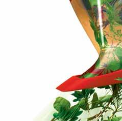 Účinné látky (ALS inhibitory) jsou přijímány jak listy plevelů, tak prostřednictvím kořenů z půdy a jsou rozváděny do celé rostliny včetně kořenů, oddenků a rhizomů vytrvalých plevelů.