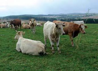 aktuality PRO-BIO PORÁŽKA SKOTU BEZ STRESU P orážka skotu na pastvě střelnou zbraní znamená méně stresu pro zvíře a lepší maso pro spotřebitele bez stresových hormonů, které se uvolňují během běžné