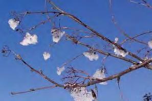 Jeřáb prostřední (Sorbus intermedia) Je to opadavý strom, který dorůstá až 12 m do výšky, a také 12 m do šířky. Ve své domovině roste pouze jako keř.