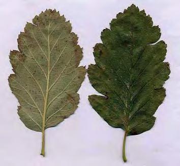 Tento jeřáb není náchylný na mráz a je mrazuvzdorný až do 30 C. Jeřáb horský (Sorbus Chamaemespilus) Nebo taky muk horský, jeřáb mišpulka.