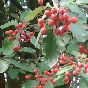 wikimedia.org/w/index.php? curid=256853 Listy jsou široce vejčité, mají světle zelenou barvu a jsou velké až 11 cm. V květnu se vytvářejí šedobílé laty široké až 10 cm.