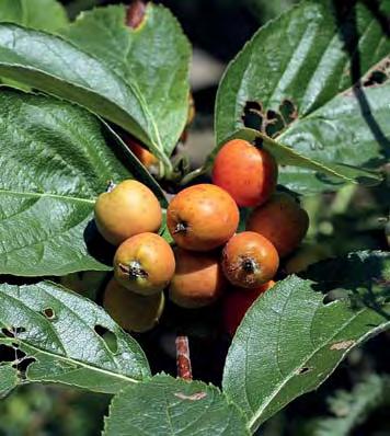 Jeřáb sudetský (Sorbus sudetica) Vznik tohoto druhu se odhaduje na dobu před více než 10 000 lety, jedná se tedy o vývojově velmi mladý druh tzv. neoendemit.