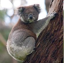 Fauna a flóra Nejznámější australská fauna zahrnuje