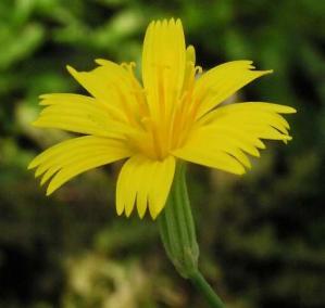 Hieracium, Trisetum, Arabis