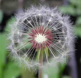 Taraxacum