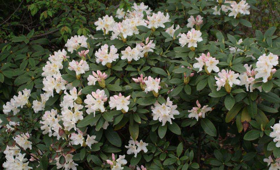 kód název popis sortiment Vyobrazení přesadba stávajících: Rhododendron sp.