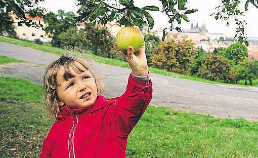 Podle pojetí bezúdržbové zahrady se listí naopak hrabat nemá, protože je to výborný mulč a ušetří vám zalévání.
