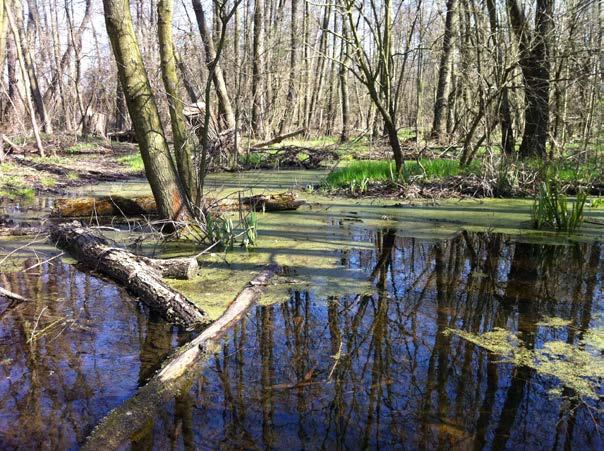 Tabulkový přehled činnosti členských organizací uvádíme v příloze. Vlastní činnost organizace byla velmi pestrá.