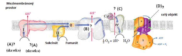 8. Ve schématu dýchacího řetězce doplňte namísto 5 otazníků názvy látek. Doplnění: (A) (B) (C) (D)... (E) Schéma zobrazuje mechanismus tvorby ATP v dýchacím řetězci.