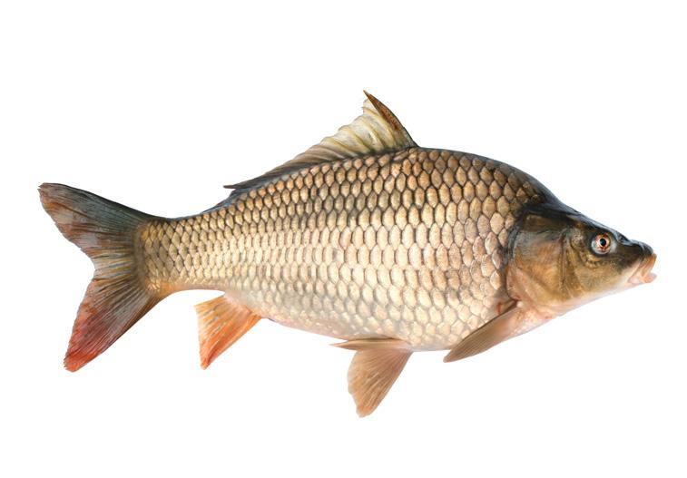 Red Premium Select 1-2 Plné atraktantů jako je rybí moučka a rybí olej Vysoký obsah živočišného proteinu Obsahuje kril Protein 35% 2.